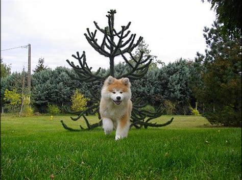 One must have a sense of humor when showing or judging the shiba inu. long-haired-akita-inu-pup2 | shiba.fr | shiba-inu | Flickr