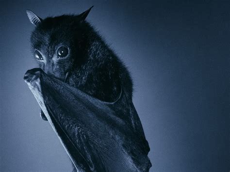 Fruit Bat Wallpapers And Backgrounds Share Awesome Wallpaper And