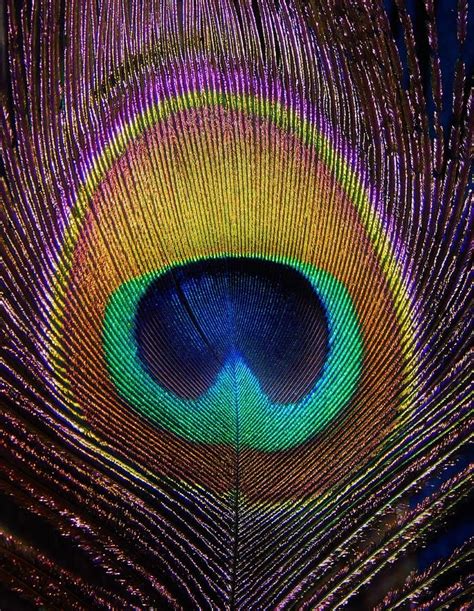 Peacock Feather Photograph By Theresa Nye Peacock Feather Art