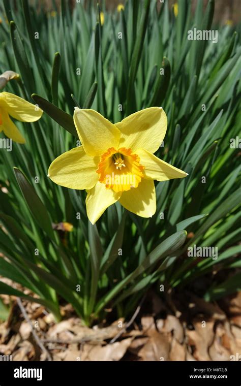 Easter Lilies Or Daffodils Are A Beautiful Spring Flower Are Symbol Of