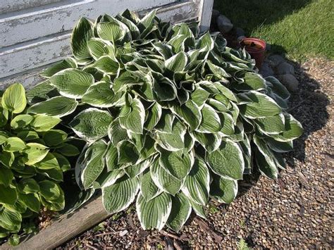 When is the best time to divide and replant very large hostas? When is the best time to divide hostas? | Hometalk