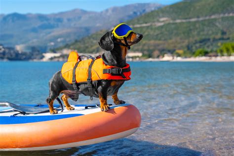 Le Cani Paddle Pratiquez Un Sport Dété Avec Votre Chien