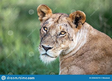 The Most Beautiful Lion Of The Masai Mara Stock Photo Image Of Lion