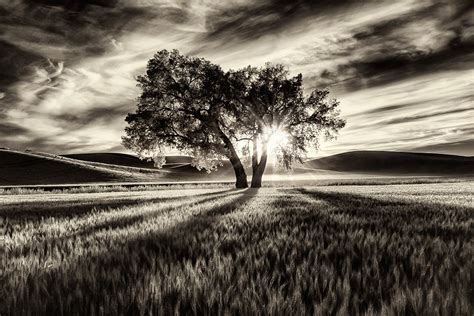 Lone Tree At Sunset In The Palouse The Natural World Scott Stulberg