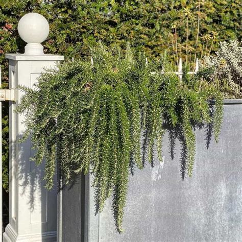 9 Best Trailing Plants For Evergreen Winter Hanging Baskets