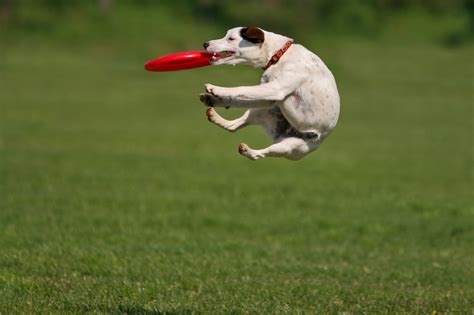 Such Good Dogs Frisbees