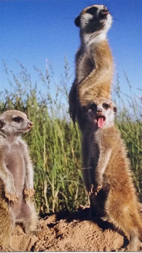 741 Best Images About Meerkats Make Me Smile On Pinterest