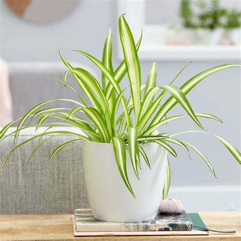 Best Indoor House Plants 2023 Aloe Vera To Spider Plants British Gq