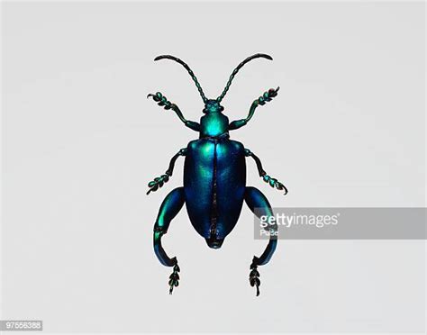 Leaf Beetles Photos And Premium High Res Pictures Getty Images