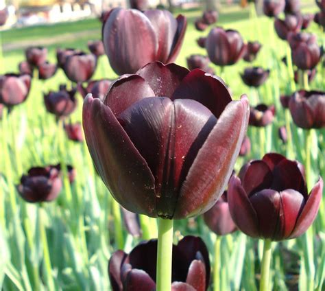 Rare Tulip At Holland Michigan Usa Flickr Photo Sharing