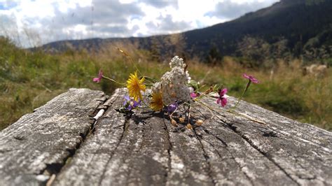 Meadow Mountain Flowers Walldevil