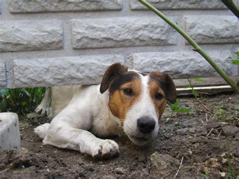 How To Stop Dog Digging Holes In Backyard