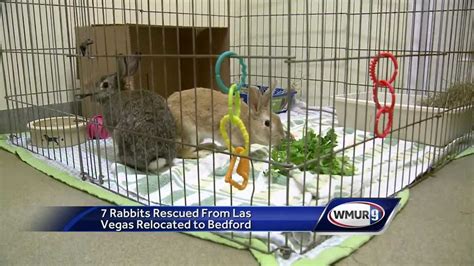 7 Rabbits Rescued In Las Vegas Relocated To Nh