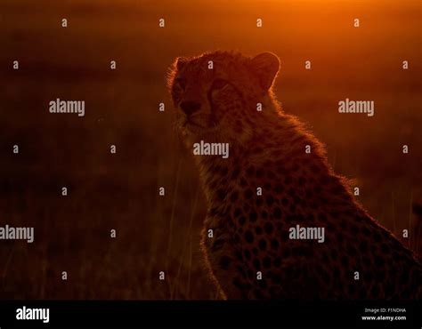 Cheetah Sunset In Masai Mara Stock Photo Alamy