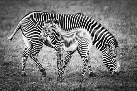 Baby Zebra And Mother Живность