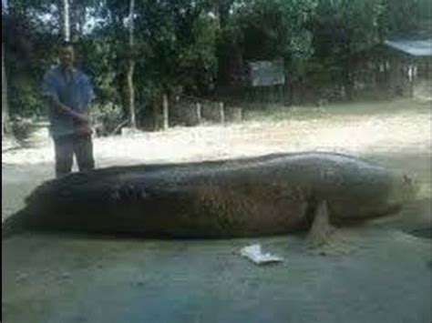 ▷ this video is presenting memancing ikan. Ikan raksasa 80 kg ditangkap - YouTube