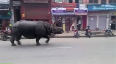 Viral Video Rhino Hits City Roads In Nepal Scares People Trending