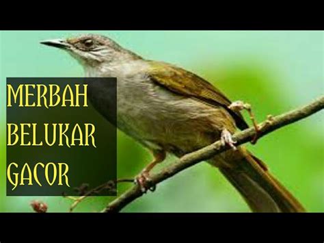 Tapi sekarang mulai banyak para peternar burung, unggas diantaranya burung merpati melakukan penelitian mengenai cara. Burung Cucak Lumut Jantan Dan Betina / Cucak Lumut ...