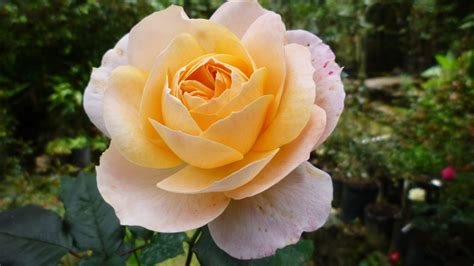 Rose named after Janaki Ammal | John Innes Centre