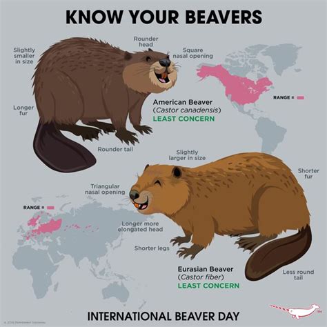 Know Your Beavers Know Your Beavers Rounder Head Slightly Smaller In