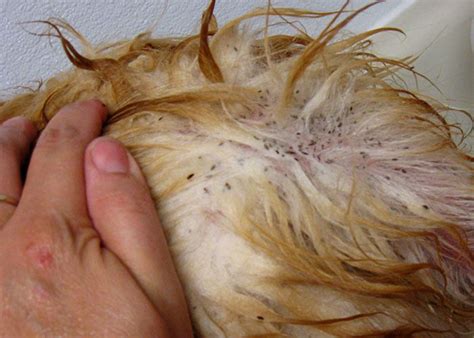 The Best Fleas In Hair From Cat References Best Girls Hairstyle Ideas
