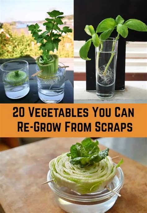 20 Vegetables You Can Re Grow From Scraps