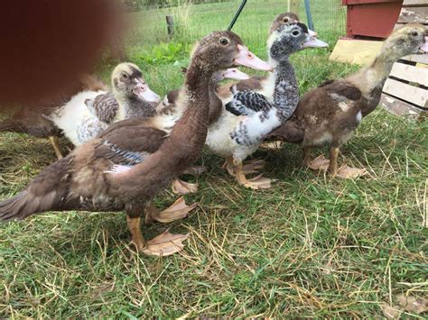 Sexing Muscovy Ducklings Backyard Chickens Learn How To Raise Chickens