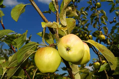 Hd Wallpaper Apple Tree Fruit Frisch Healthy Food Garden Leaves