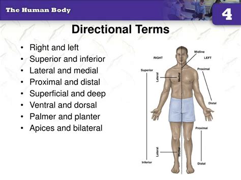 Anatomical Positions And Directions