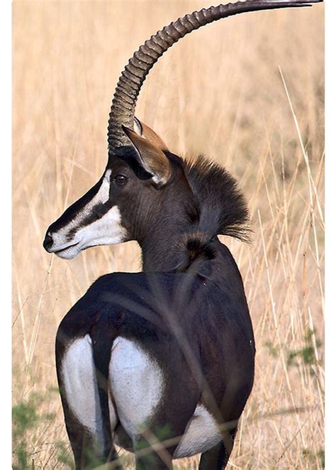 Stunning Sable Antelope With A Magnificent Set Of Curving Horns Photo