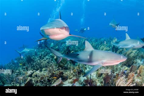Caribbean Reef Sharks Swimming Over The Coral Reef Gardens Of The