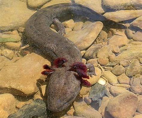 A place for really cute pictures and videos!. Mudpuppies - Waterdogs Don't Bark | Animal Pictures and Facts | FactZoo.com