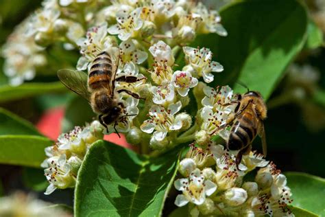 Check spelling or type a new query. Learn Which Plants Attract More Bees to Your Garden ...