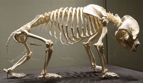 Том Шерсть Скелета Фото — Красивое Фото