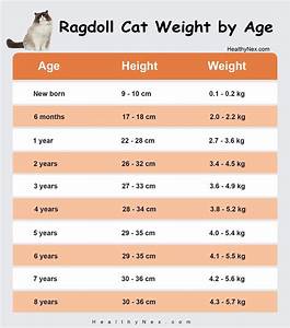Ragdoll Cat Weight Chart