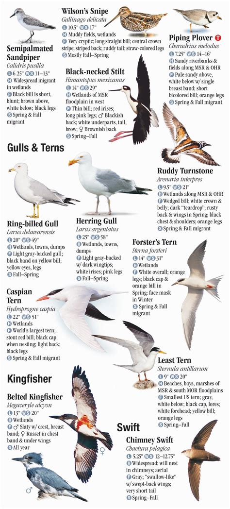 Birds Of Kentucky Quick Reference Publishing