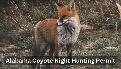 Coyote Hunting In Alabama Essential Rules And Tips