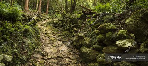 Dirt Path In Lush Forest With Moss Covered Rocks — Tranquil Scene