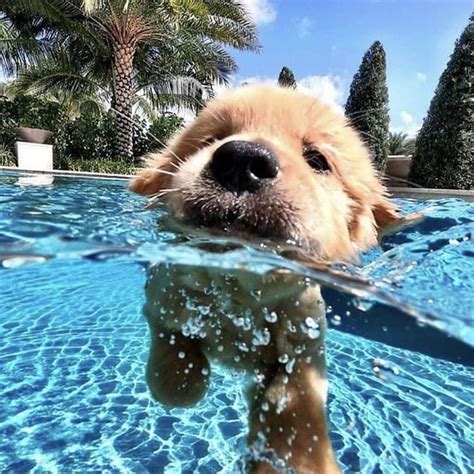 My Friends Say I Cant Swim Cute Dogs Dog Aww Puppy