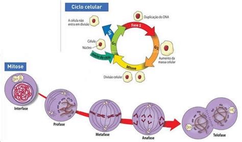 Fase G2 Ciclo Celular Se Caracteriza Por Consejos Celulares