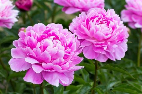 Ultimate Guide To Growing Peonies For Beginners Petal Republic