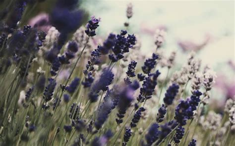 Flowers Lavender Purple Flowers Wallpaper Coolwallpapersme