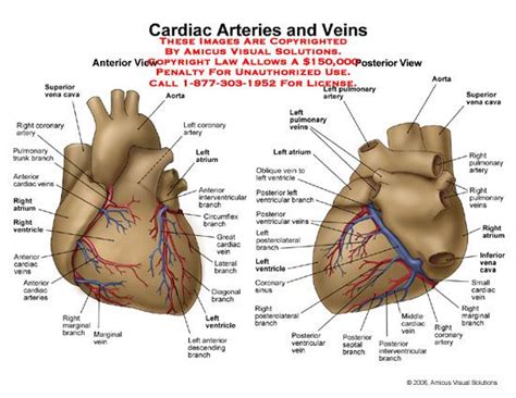 Coronary Circulation Arteries And Veins Coronary Arteries