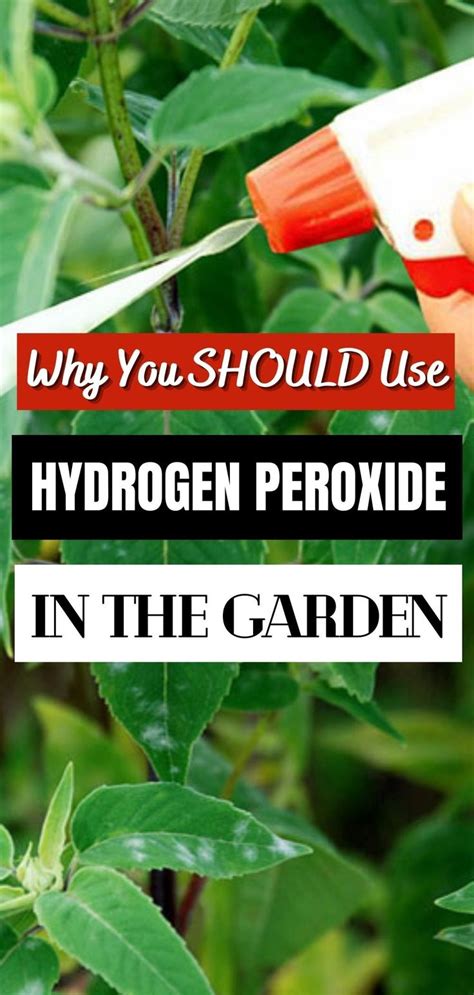 Hydrogen Peroxide Uses Cleaning With Peroxide Aphid Spray Homemade Organic Gardening