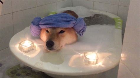 A very nonscientific survey of almost everyone i know who had a dog and then had kids now wishes they had never got the dog. Dog Relaxing In Bubble Bath - YouTube