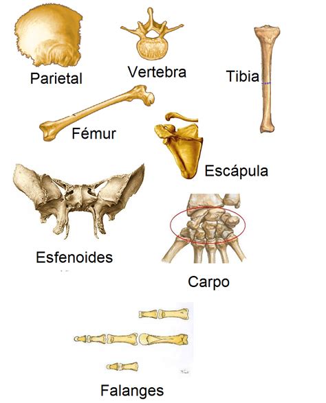 Anatomia 5 And 6 Taller Nº1 Planos Anatómicos Y Tipos De Huesis 2º