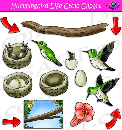 Hummingbird Life Cycle Clipart Clipart 4 School In 2022 Life Cycles