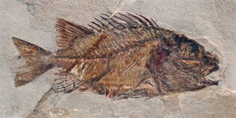 Louisville Fossils And Beyond Eoholocentrum Macrocephalum Fish Fossil