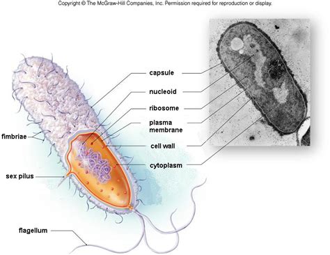 Prokaryotic Cell Vs Eukaryotic Cell Under Microscope