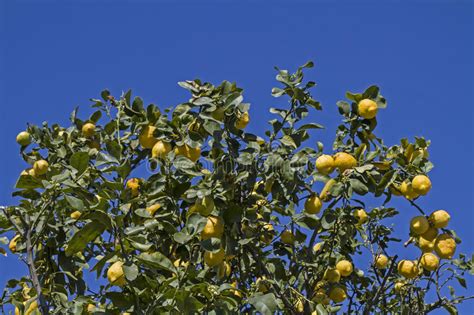 Lemon Tree Stock Image Image Of Protection Vitamins 53389445